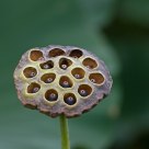 Lotus seed pod